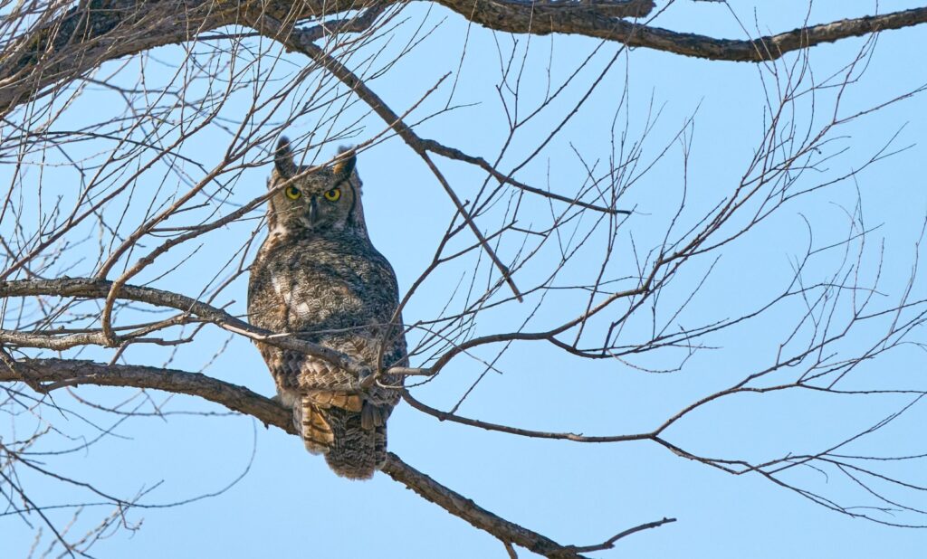Great horned owl