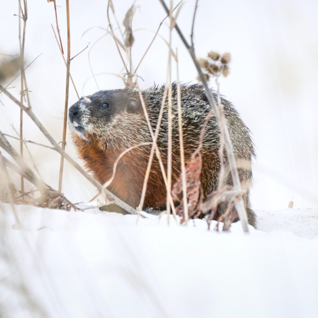 Groundhog