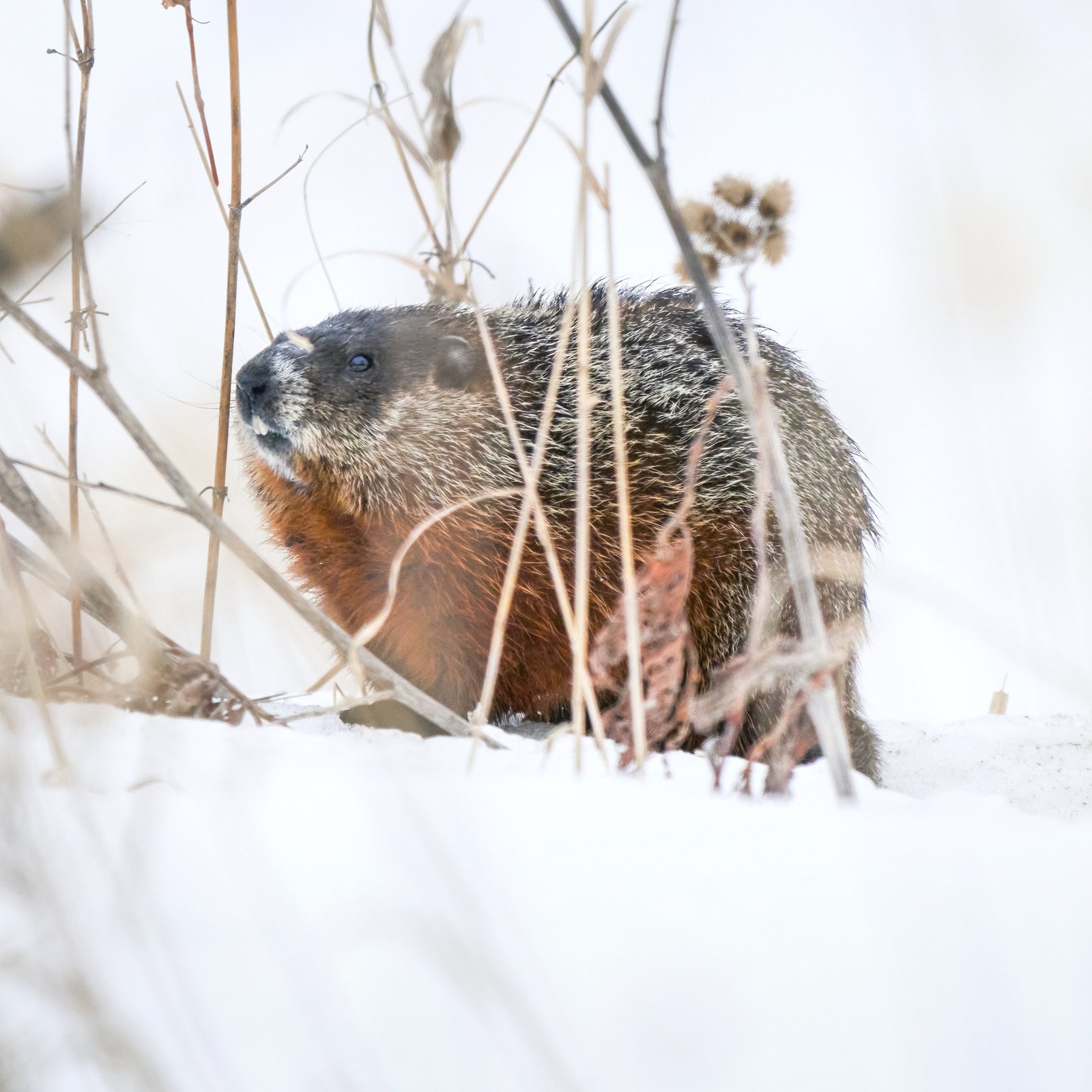 Groundhog photographed in Manitoba