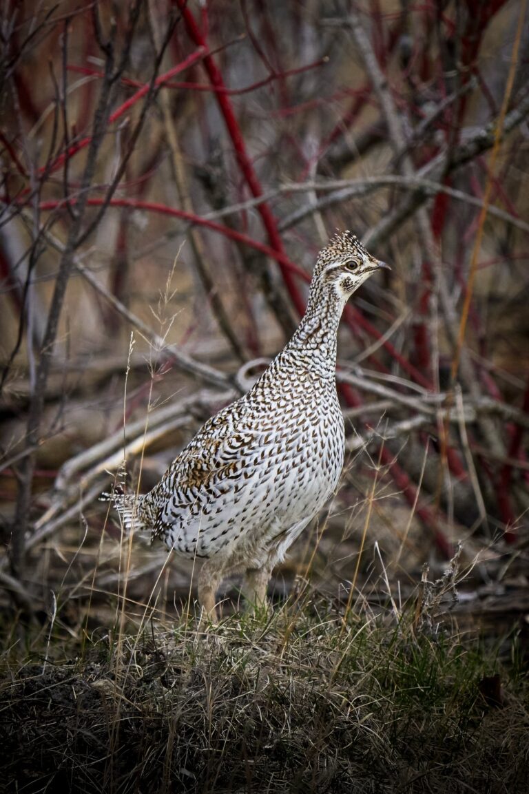 Sharp-tailed grouse standing in spring brush with red dogwood stems behind it