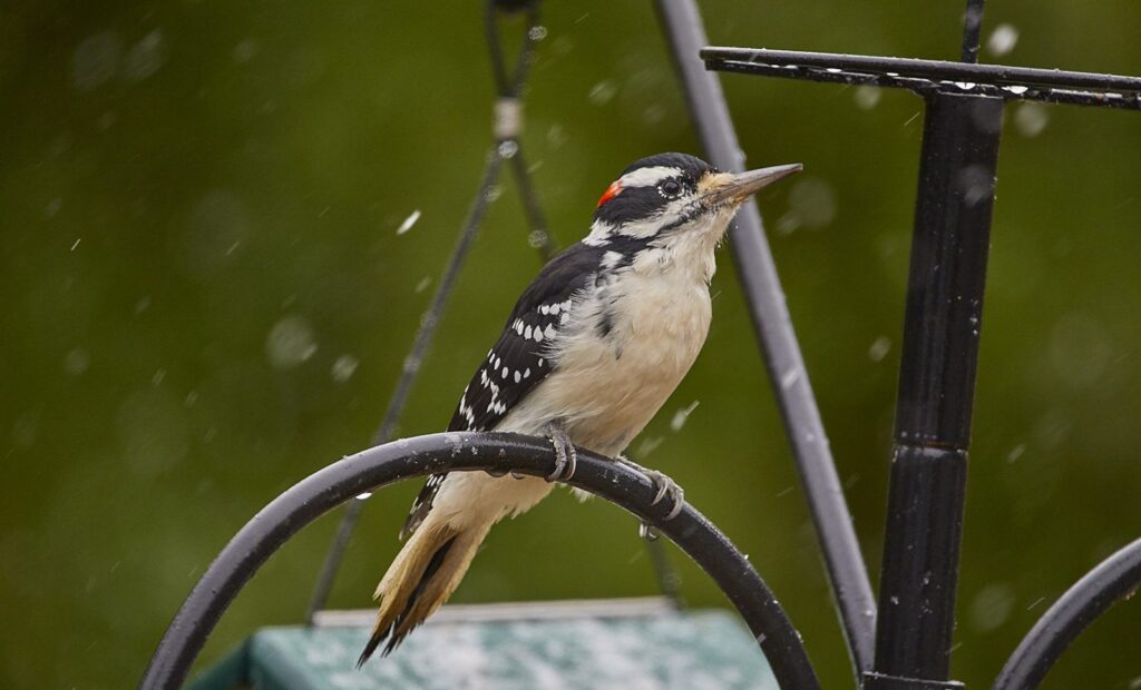 Hairy woodpecker