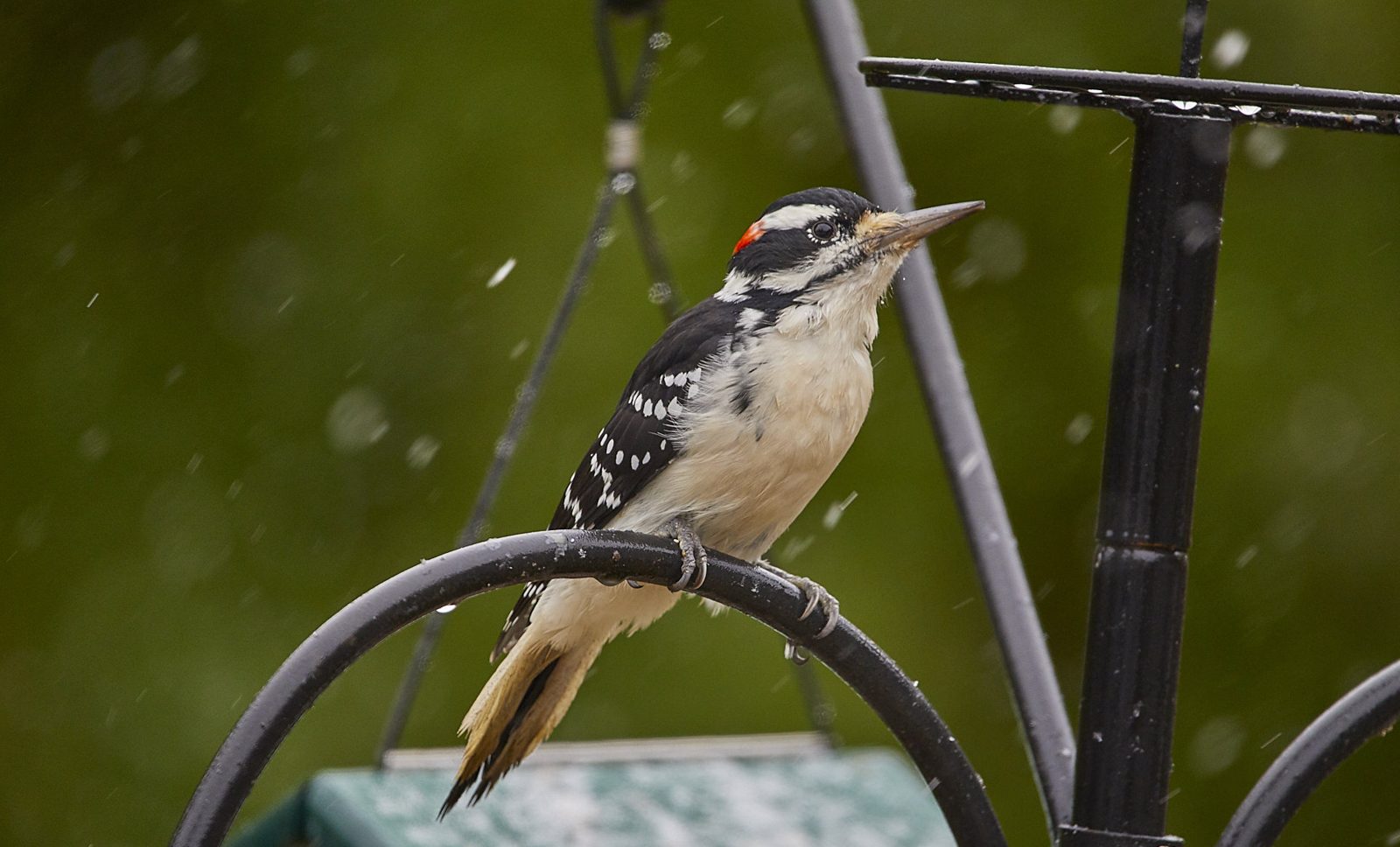 Male hairy woodpecker perched on a feeder hook in falling snow