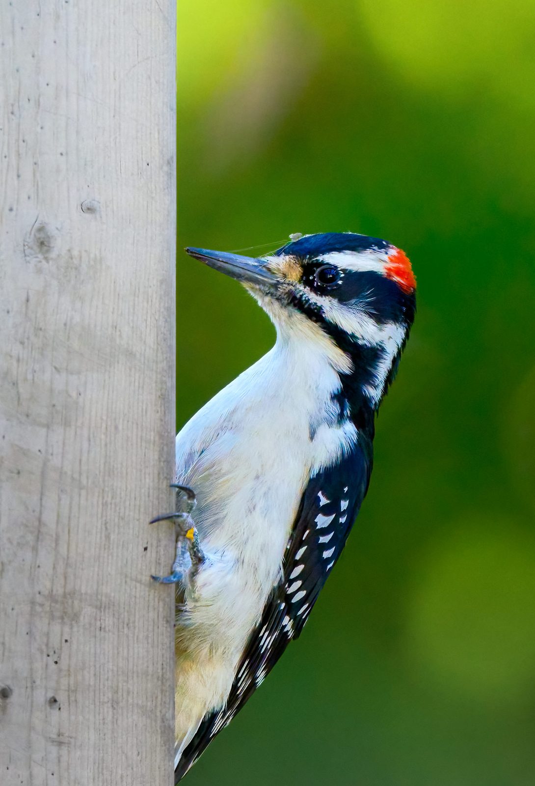 Hairy woodpecker photographed in Manitoba, 1