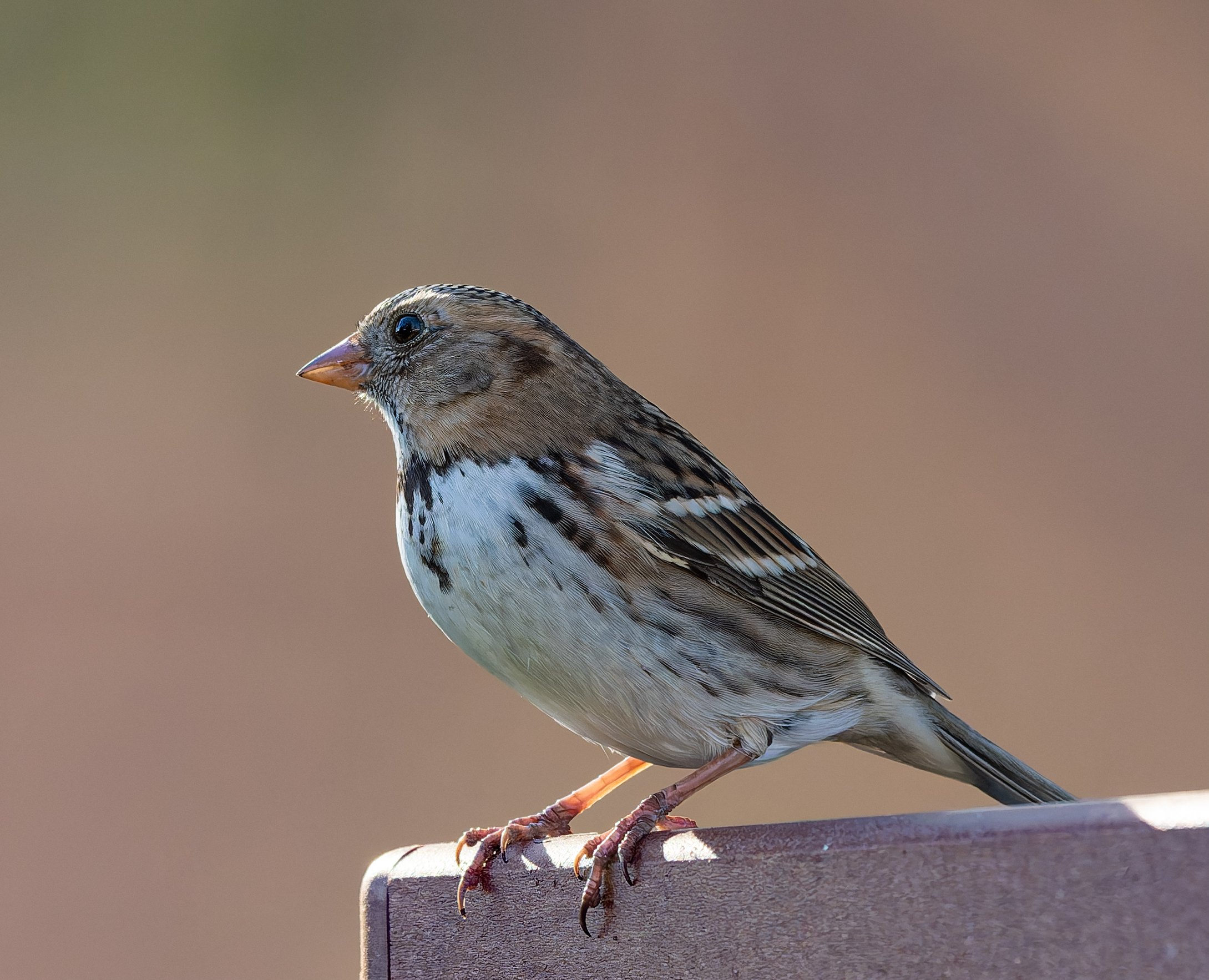 Harris’s sparrow perched on a post in warm light, showing its pink bill, pale face, and streaked white chest