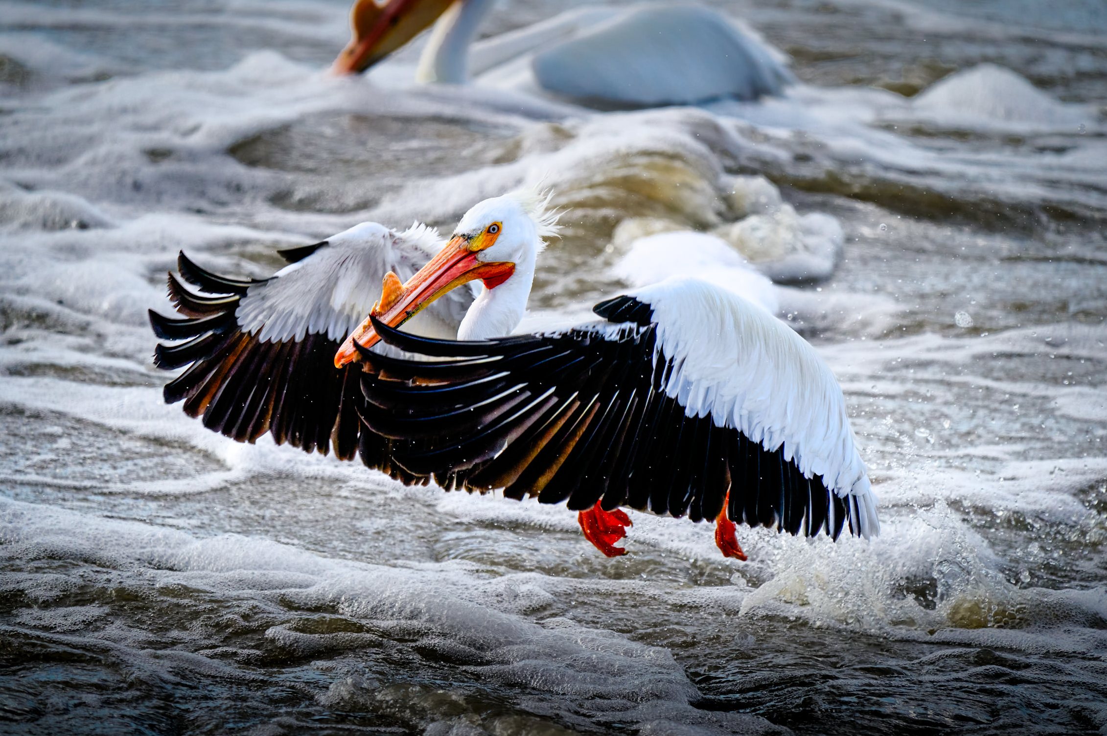 American white pelican landing on churning water