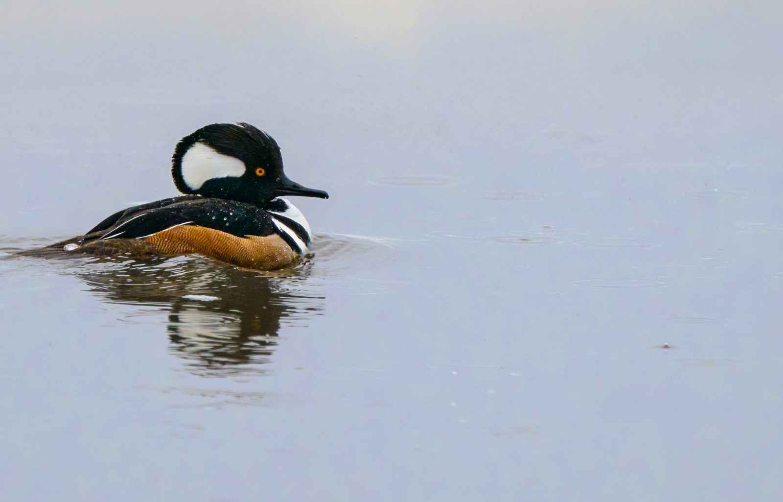 Hooded merganser photographed in Manitoba