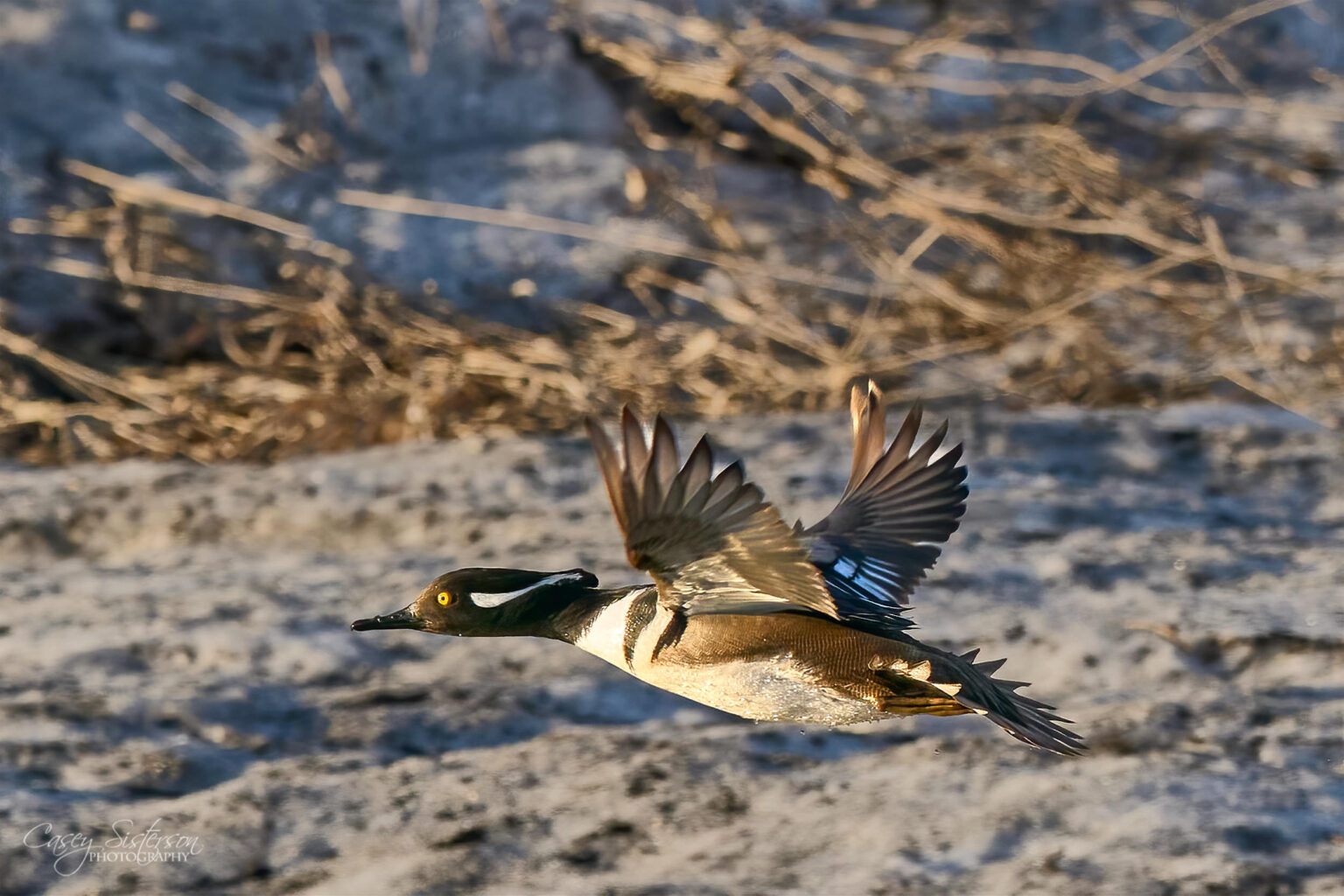 A hooded merganser taking off from a shoreline