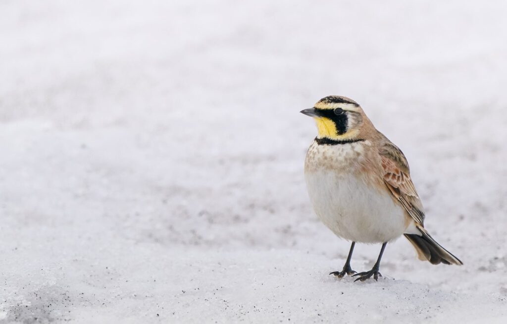 Horned lark