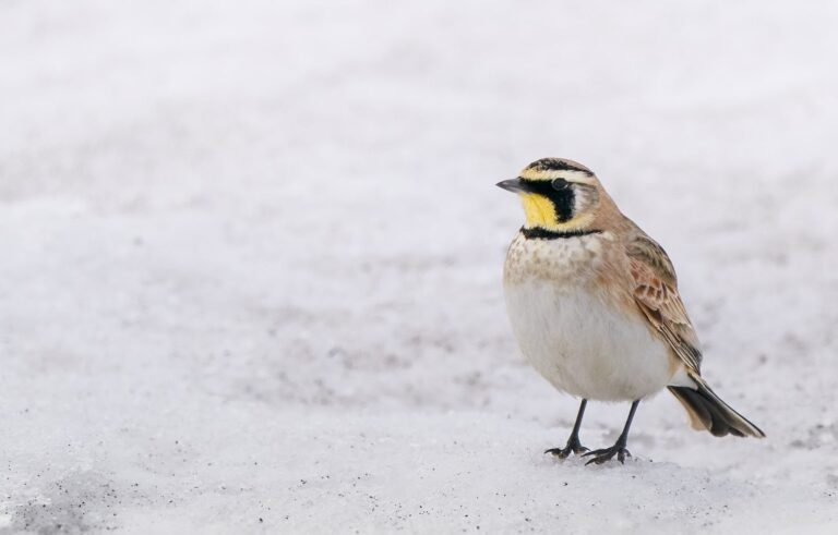 Horned lark photographed in Manitoba
