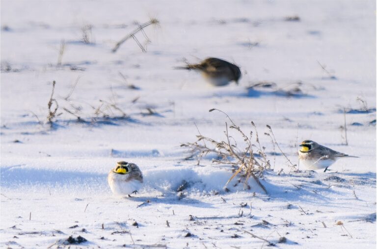 Horned larks on snow, two sitting and one blurred in motion