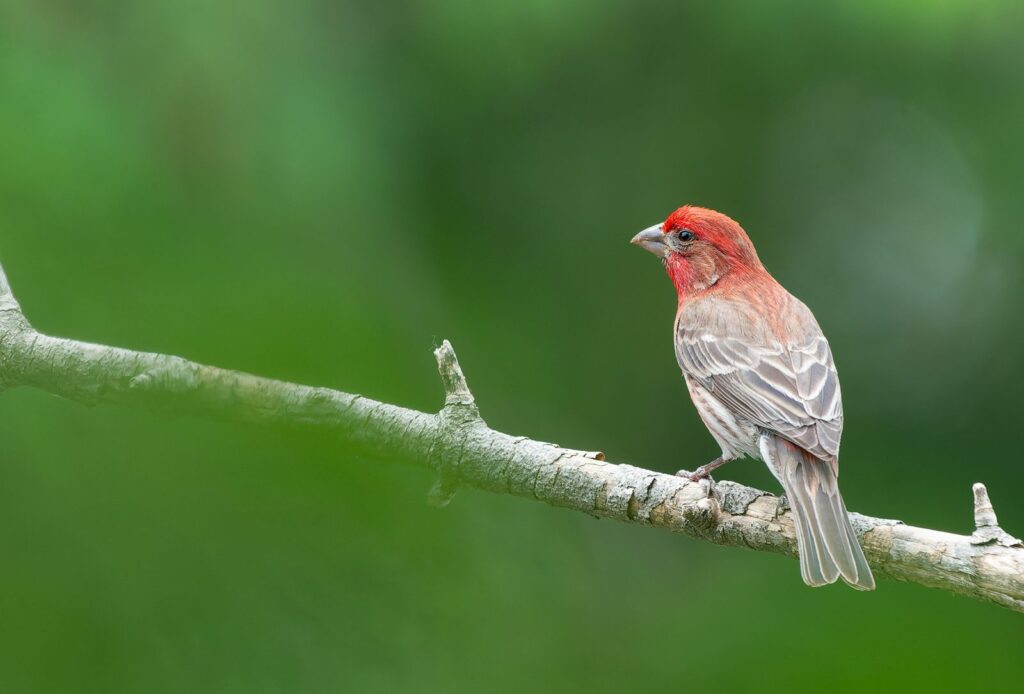 House finch