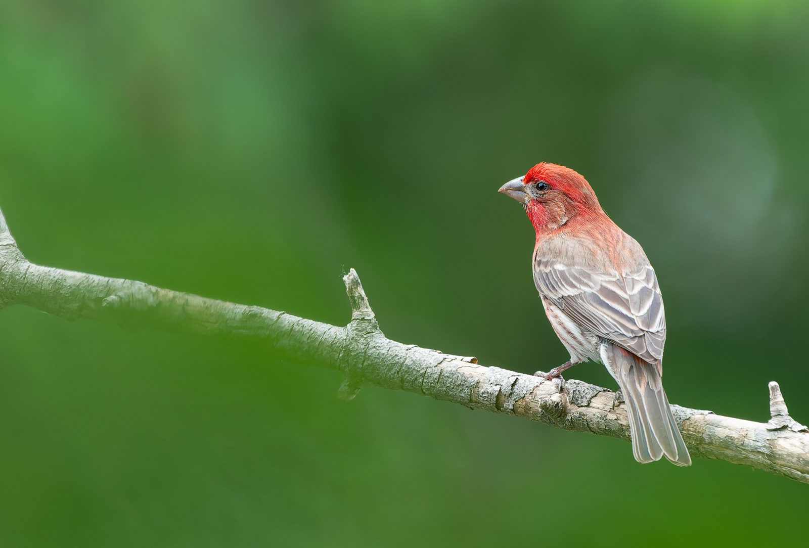 House finch photographed in Manitoba