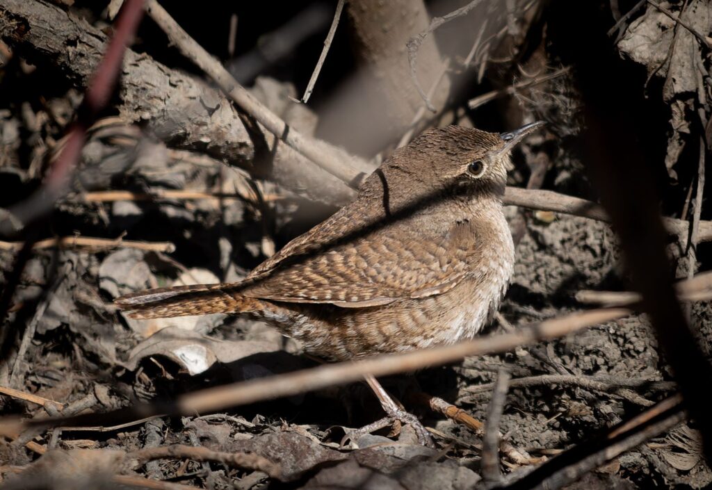 House wren