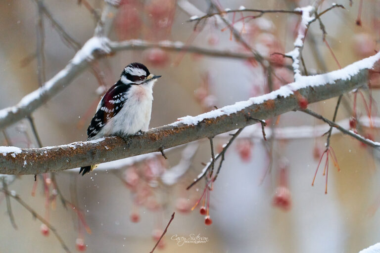 Female downy woodpecker perched on a snow-covered branch among crabapples, Manitoba