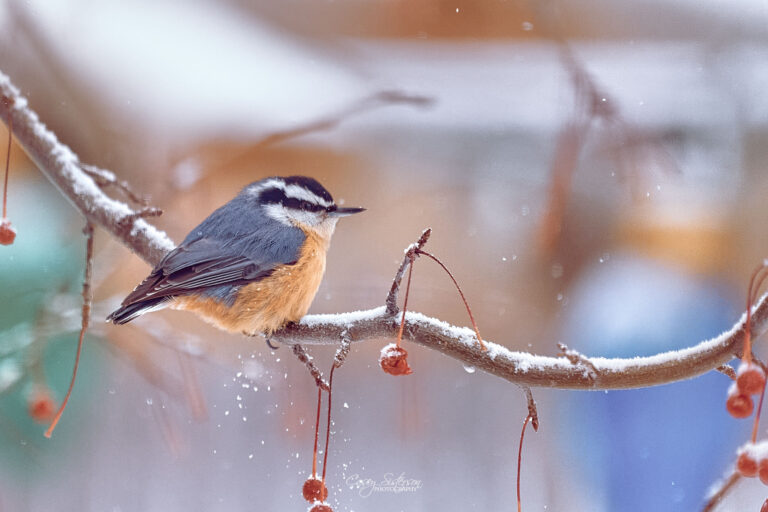 Red-breasted nuthatch perched on a frosty crabapple branch as snow falls, Manitoba