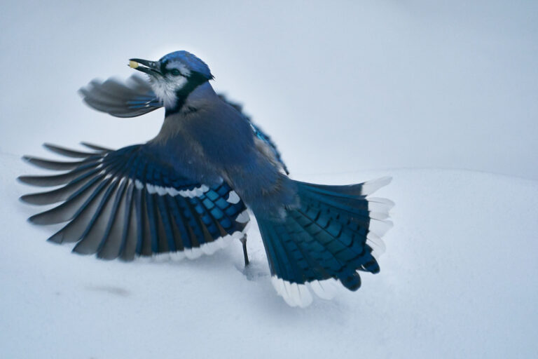 Blue jay with wings spread landing in deep snow with a peanut in its bill, Manitoba