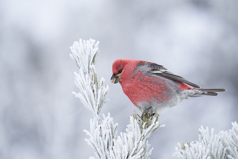 Male pine grosbeak with rosy red plumage perched on a frost-covered pine branch, Manitoba