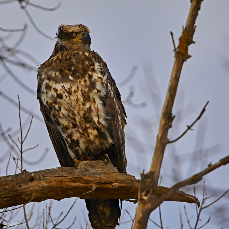 Juvenile bald eagle with mottled brown and white plumage perched on a bare branch, Manitoba