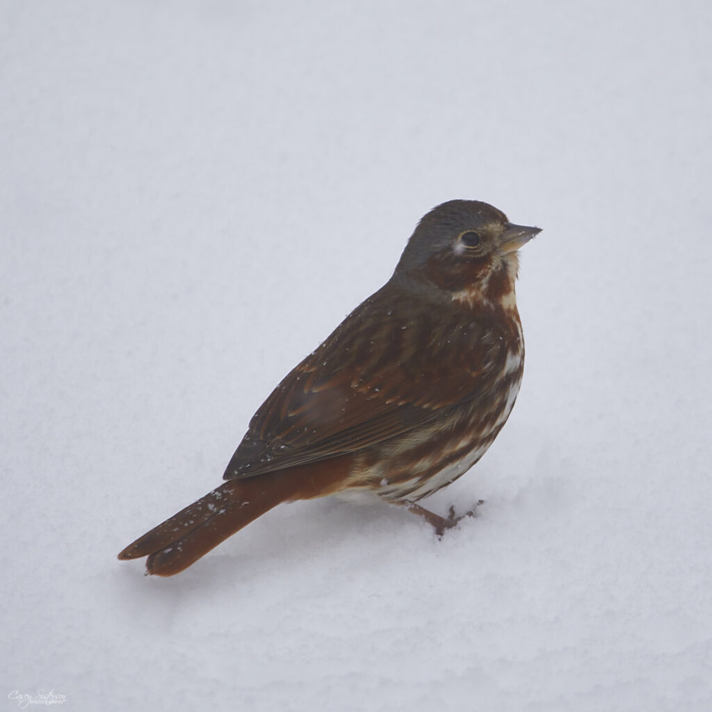 Fox sparrow with rusty red back and tail and a grey head standing in fresh snow, Manitoba