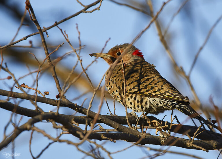 Northern flicker perched among bare branches showing a red nape patch and spotted breast, Manitoba