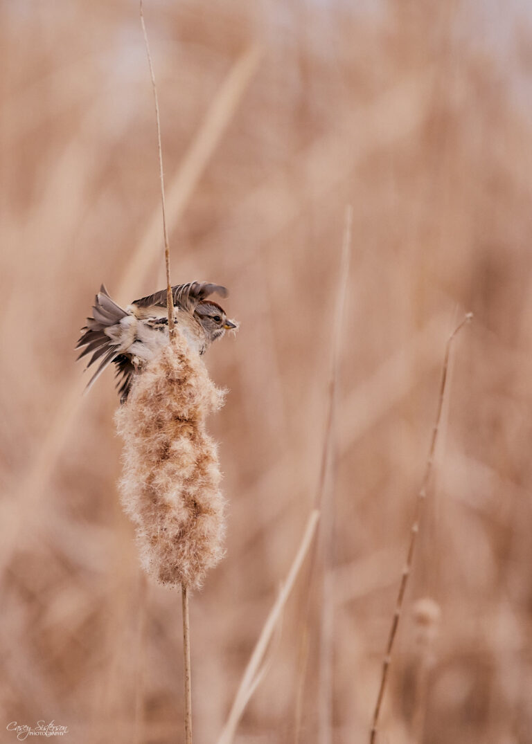 American tree sparrow stretching its wings on a fluffy cattail, Manitoba