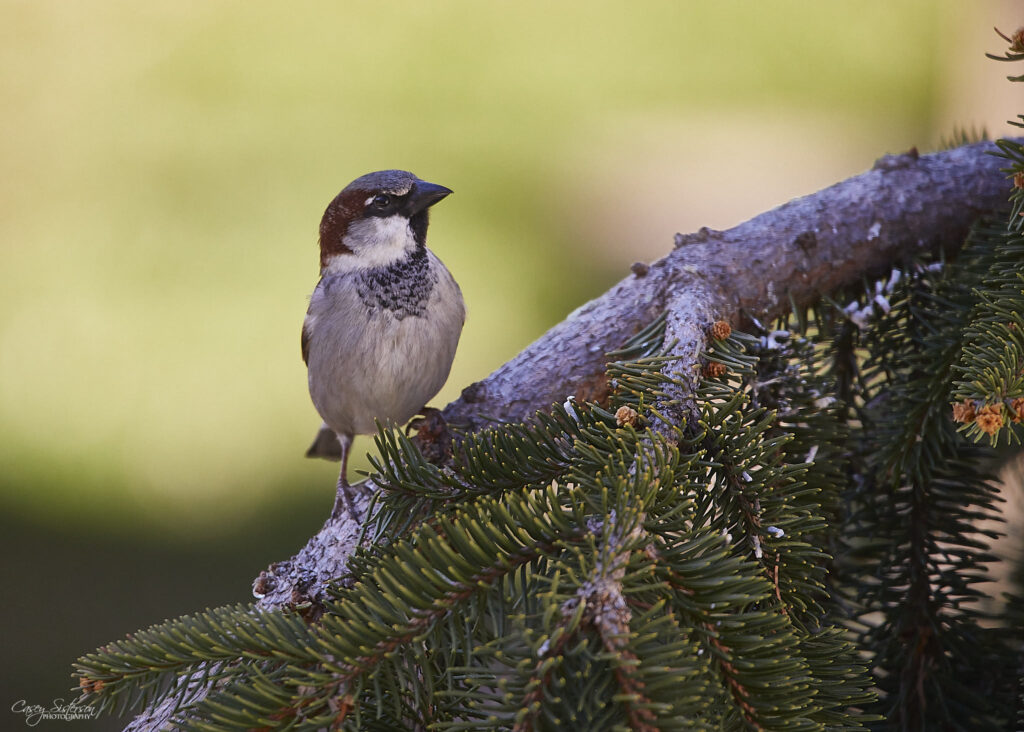 Male house sparrow with a grey crown, chestnut nape, and black bib perched on a spruce branch, Manitoba