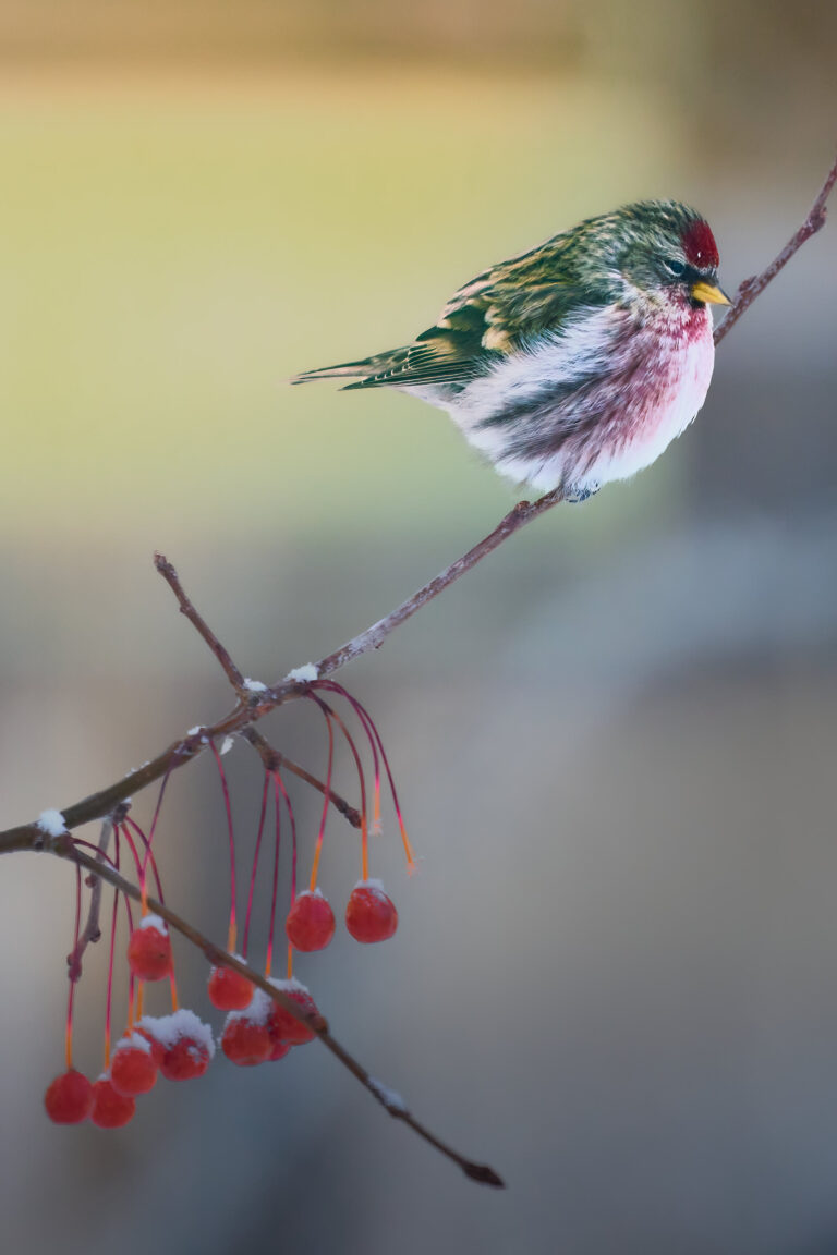Common redpoll with a red cap and rosy chest perched on a snow-dusted crabapple branch, Manitoba