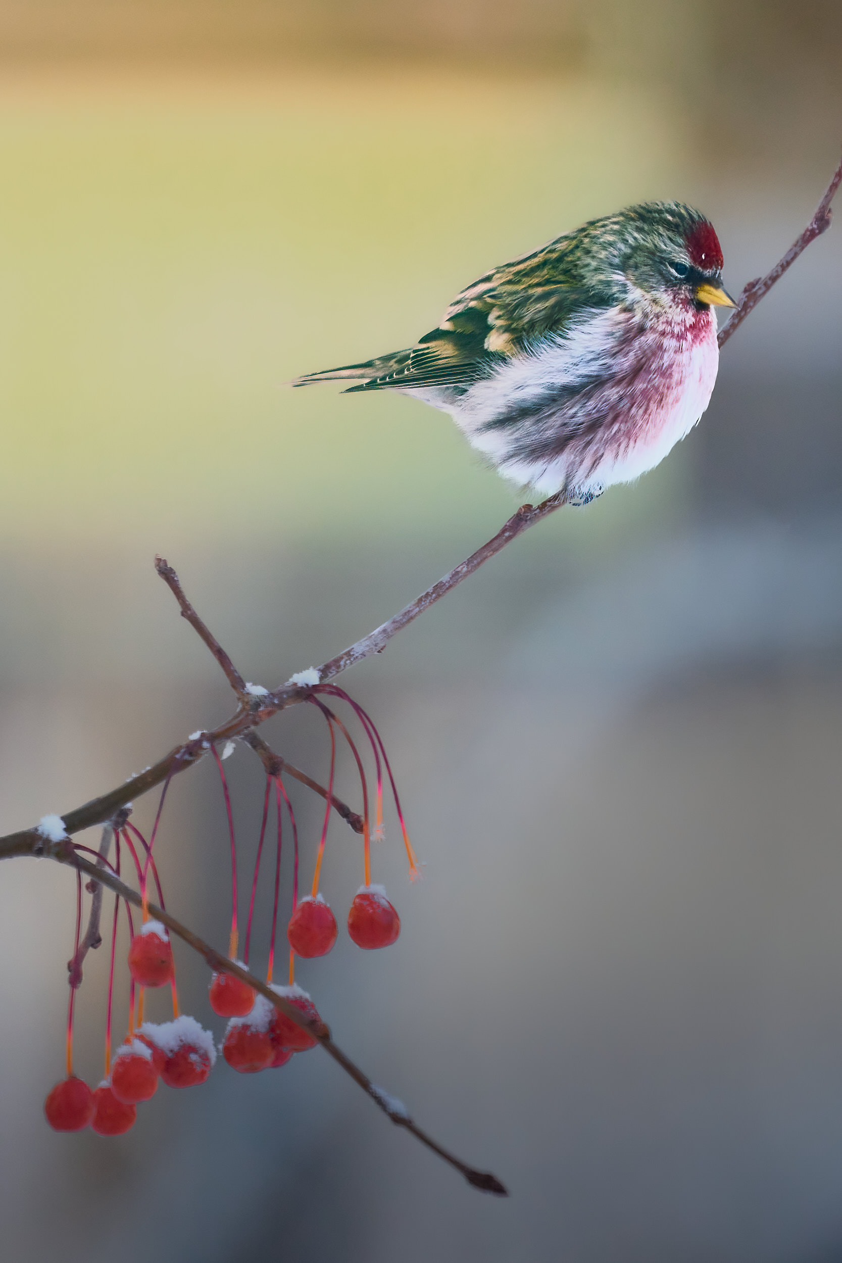 Common redpoll with a red cap and rosy chest perched on a snow-dusted crabapple branch, Manitoba