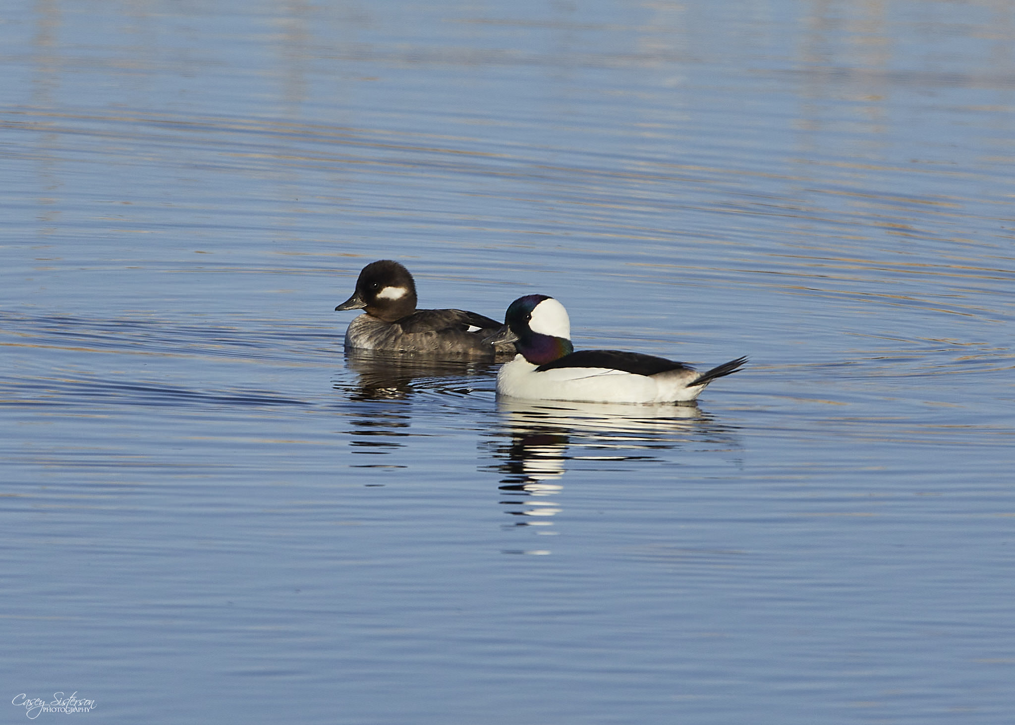 Male and female bufflehead swimming together on calm blue water, Manitoba