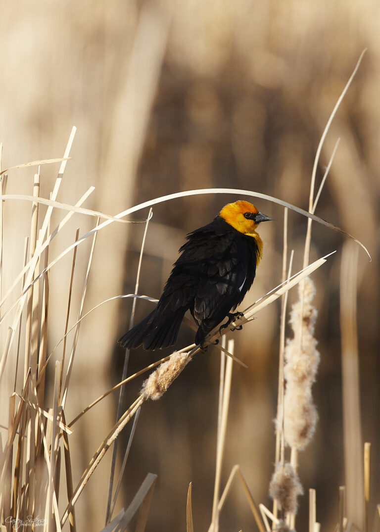 Male yellow-headed blackbird with a bright yellow head perched on dry cattail stems, Manitoba