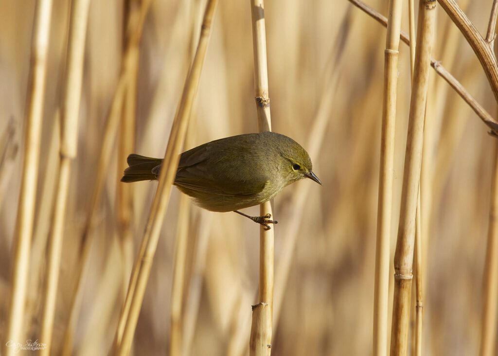 Orange-crowned warbler clinging to a reed stem in warm light, Manitoba