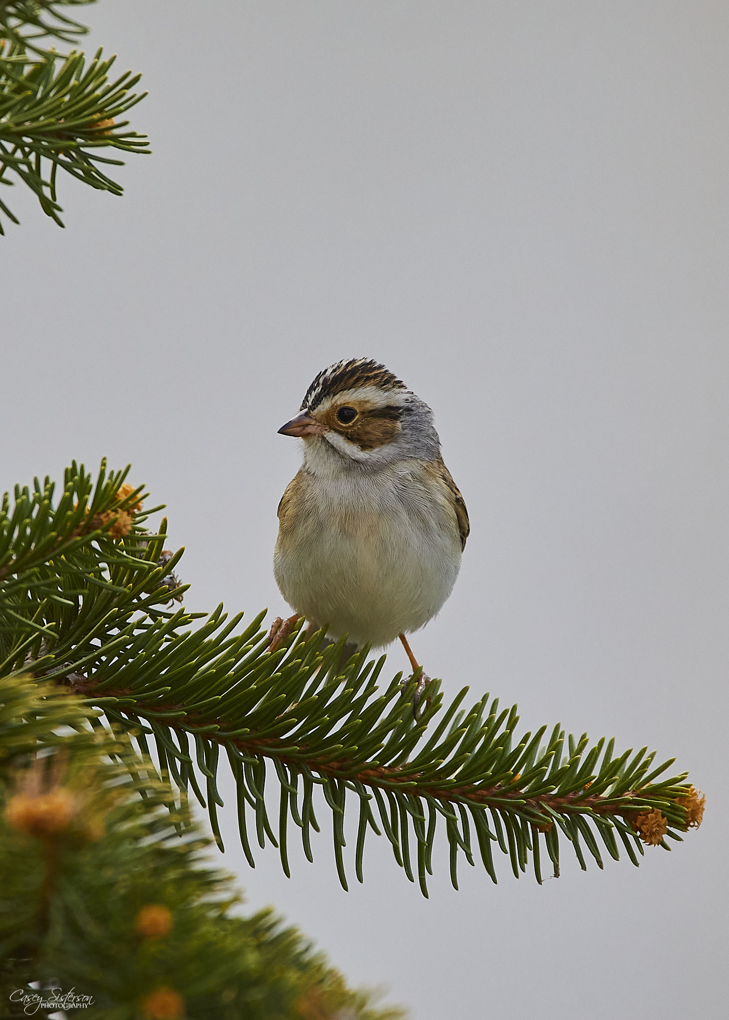 Clay-colored sparrow perched on a spruce branch showing a brown cheek patch and grey nape, Manitoba
