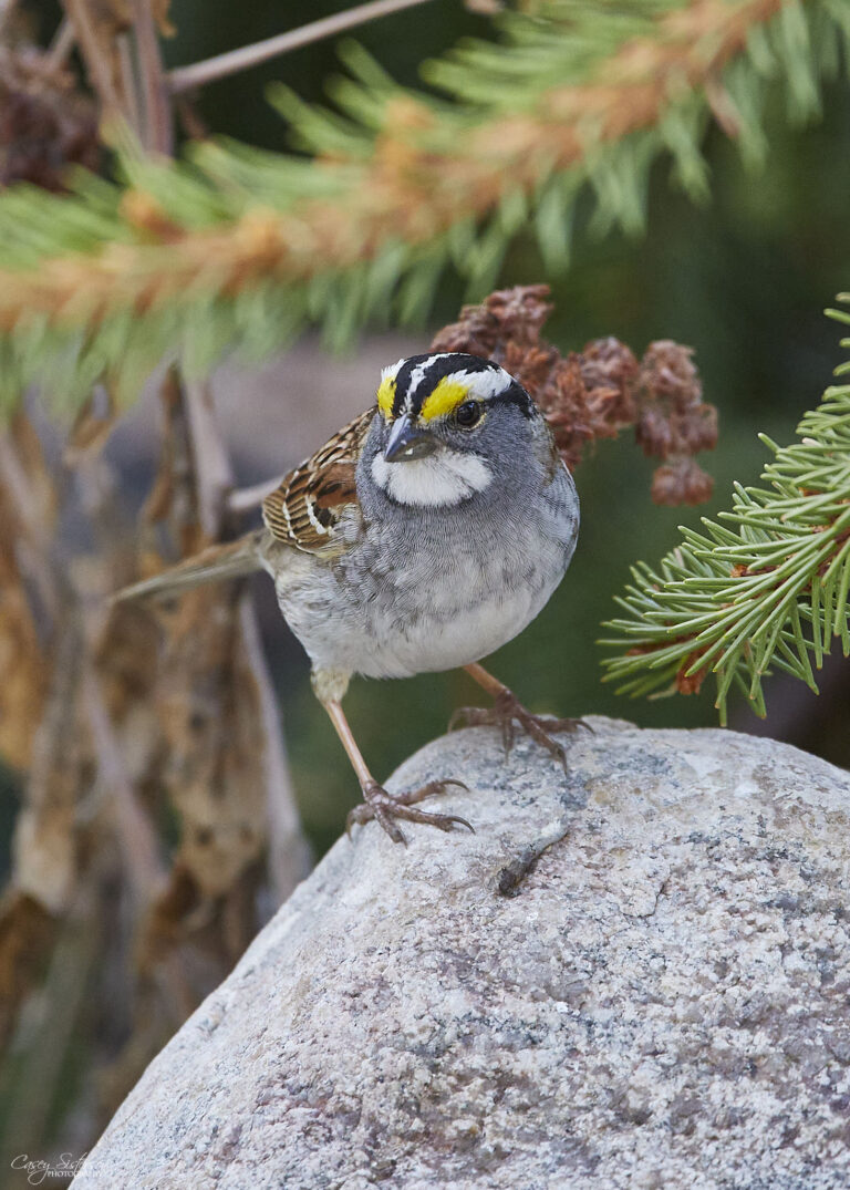 White-throated sparrow with bright yellow lores standing on a granite boulder, Manitoba