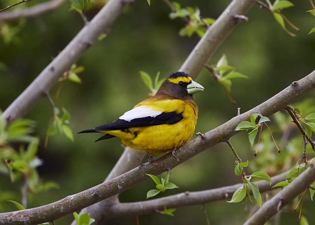 Male evening grosbeak with yellow and black plumage and a large pale bill perched among new spring leaves, Manitoba