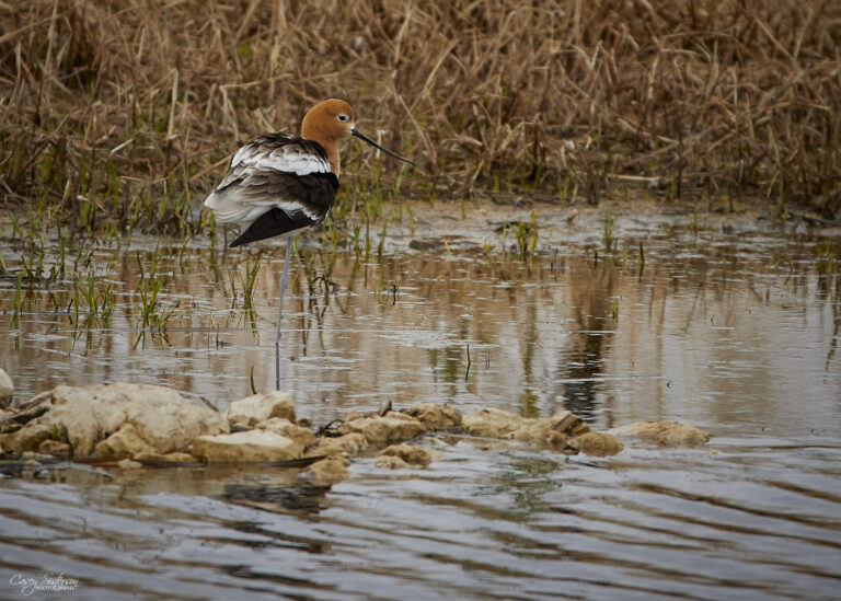 American avocet standing on one leg in shallow water