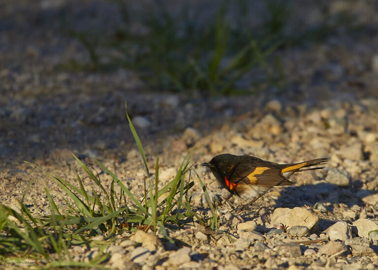 Male American redstart on gravel