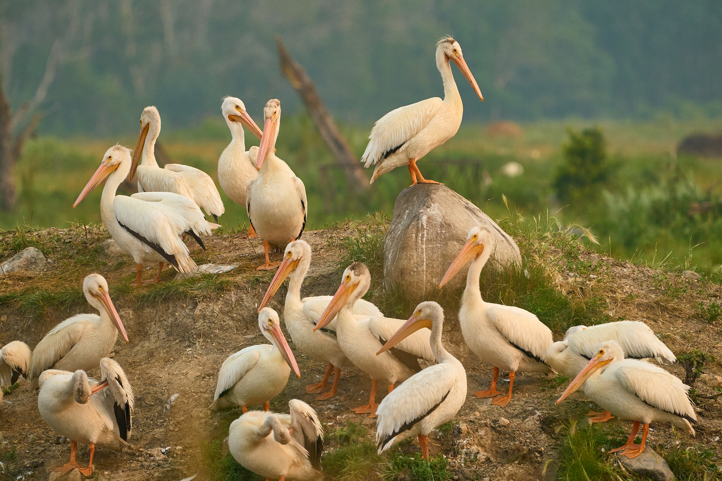 American white pelicans resting on a grassy bank, Manitoba