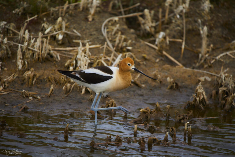 American avocet wading with a raised leg