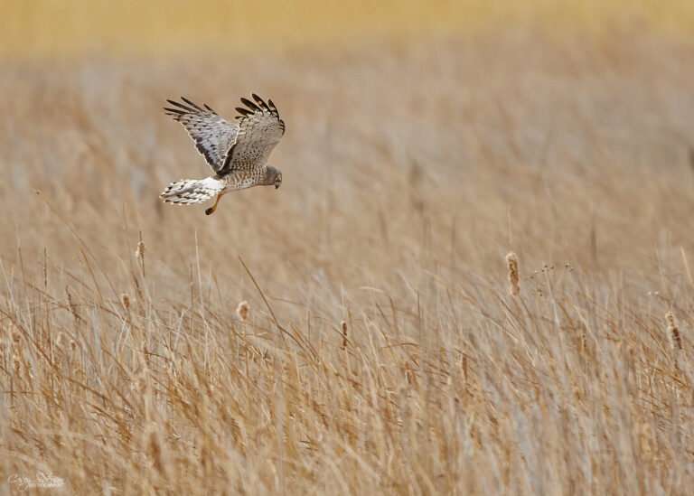 Male northern harrier hunting low over cattails