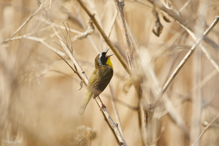 Male common yellowthroat singing from a dry stem