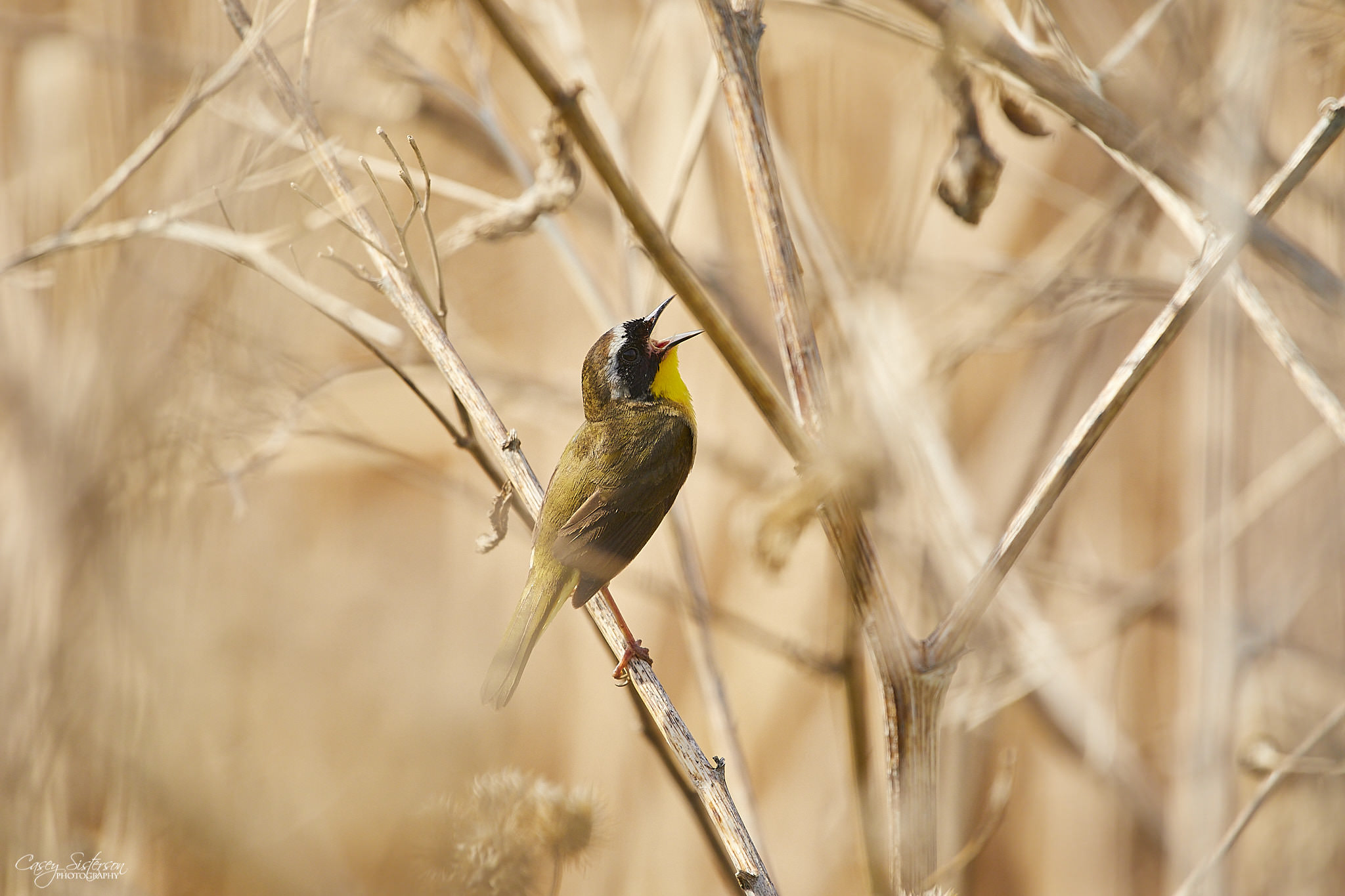 Male common yellowthroat singing from a dry stem