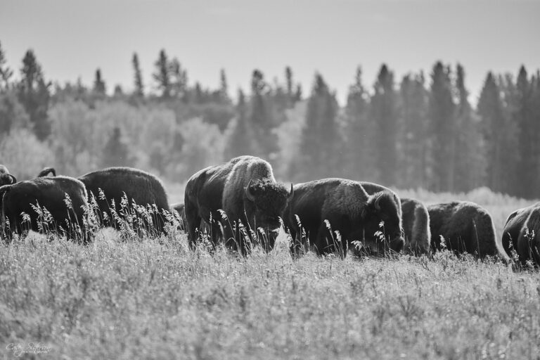 Plains bison herd grazing in black and white