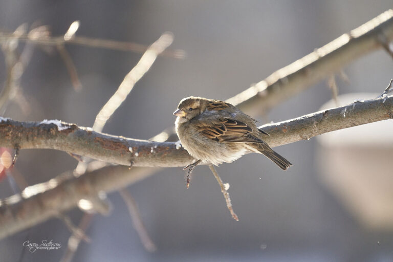 Female house sparrow on a frosty branch