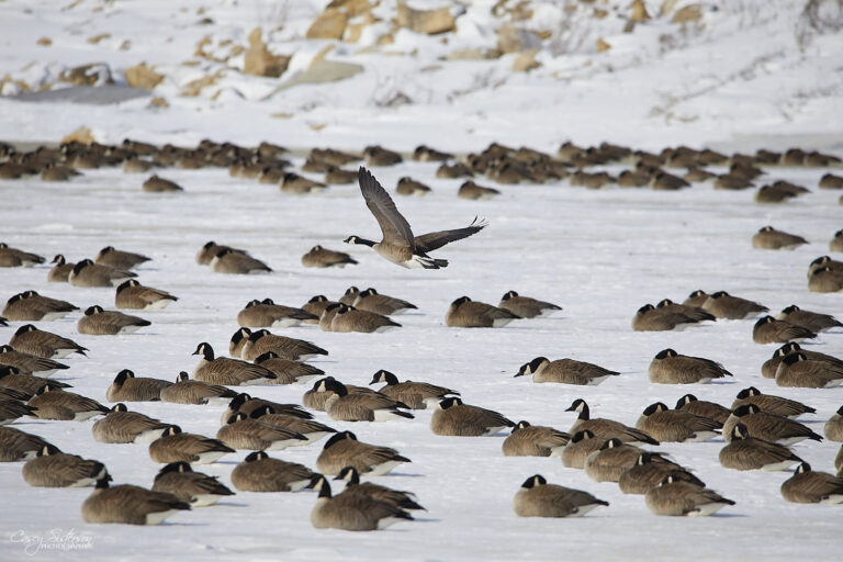Canada geese resting on snow with one in flight