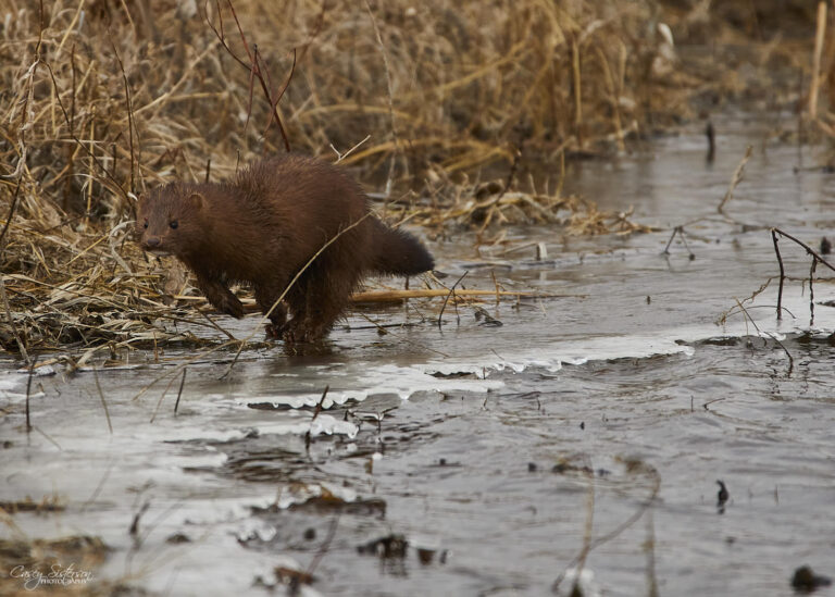 American mink bounding across a half-frozen creek