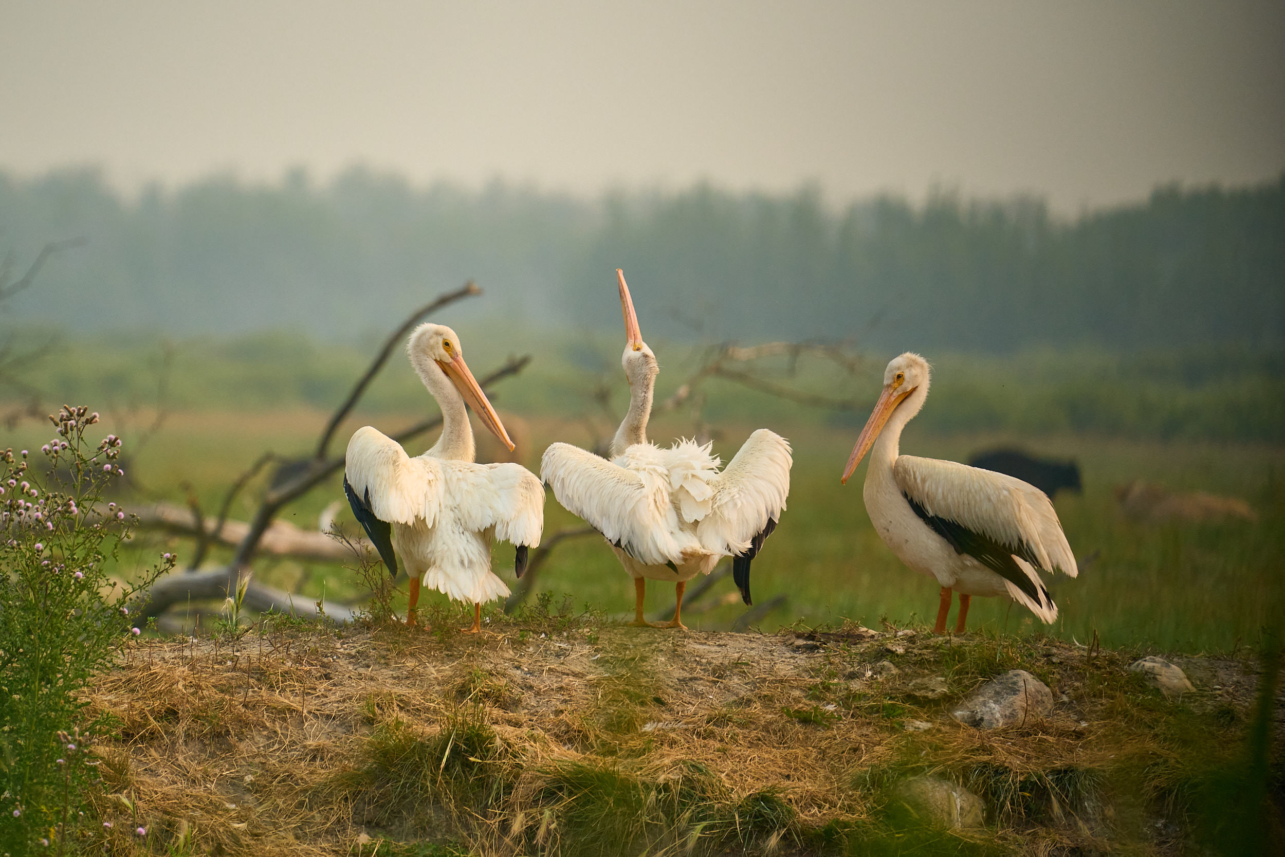 American white pelicans resting on a grassy bank, Manitoba