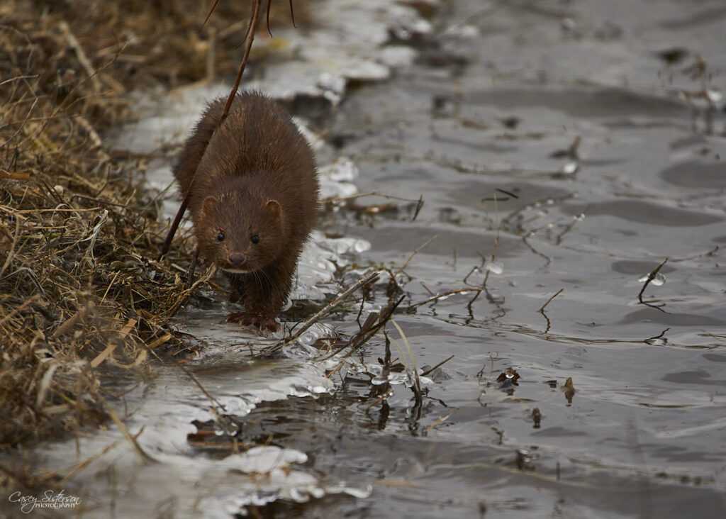 American mink