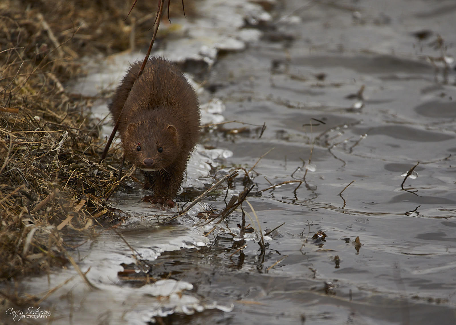 American mink walking along an icy creek edge
