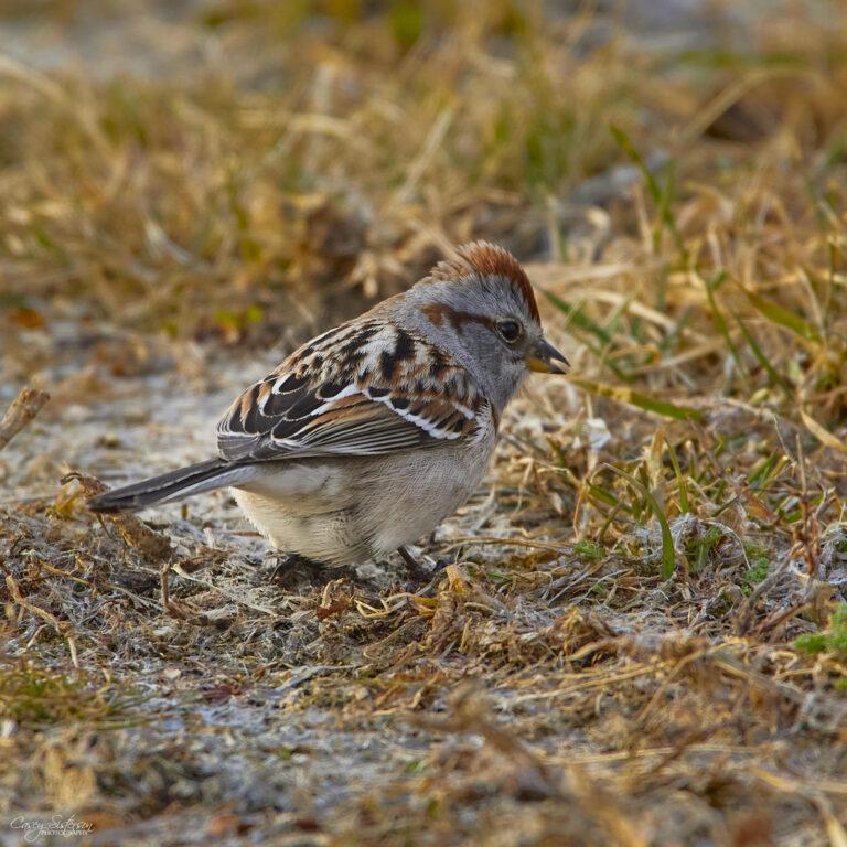 American tree sparrow foraging on frosty ground