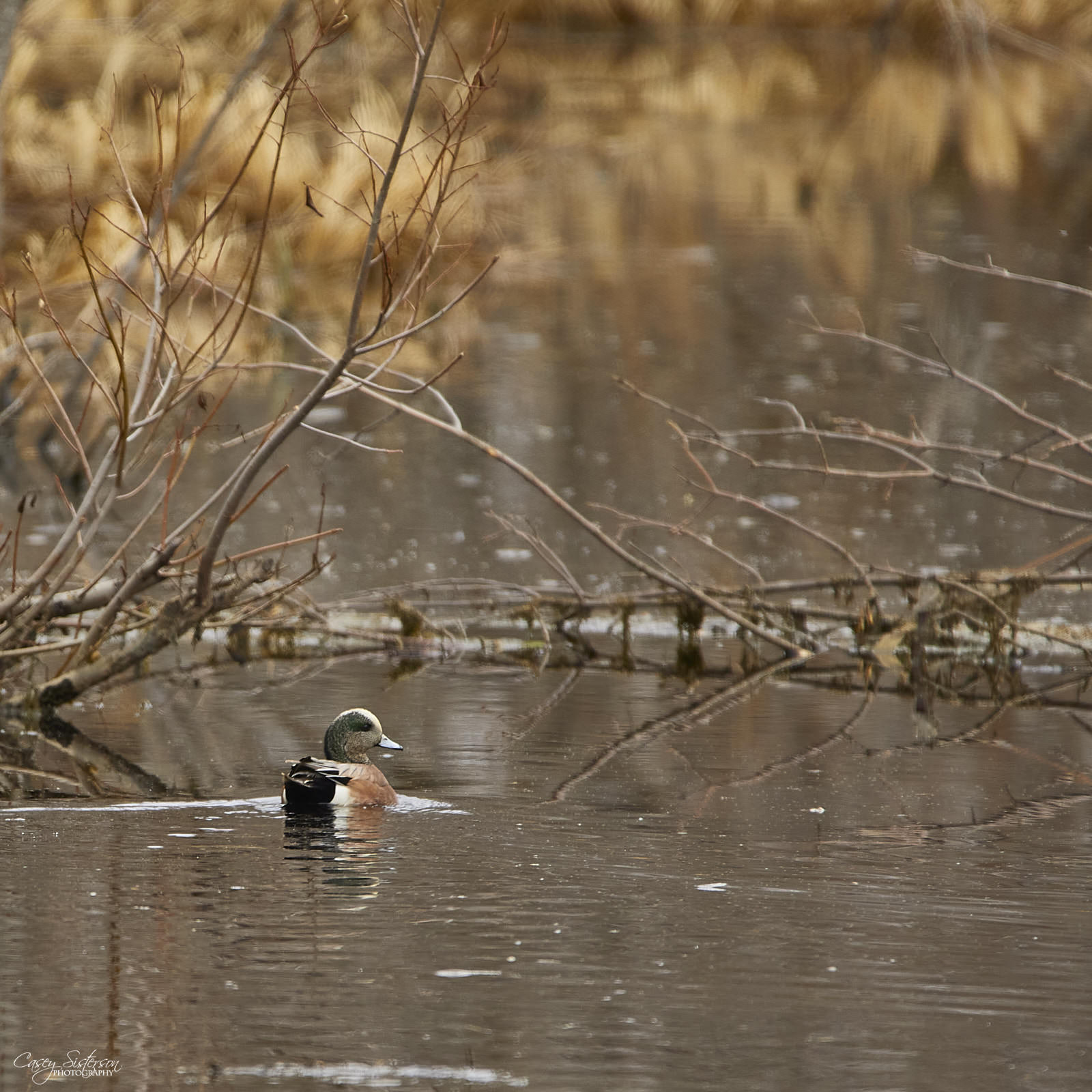 Male American wigeon swimming among fallen branches